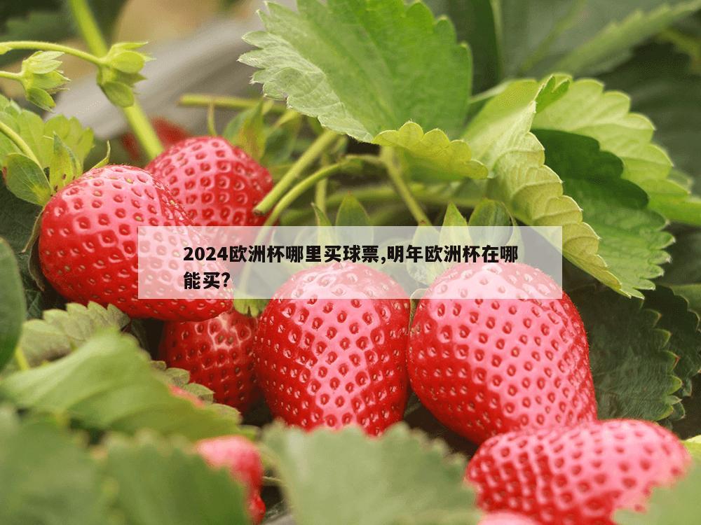 2024欧洲杯哪里买球票,明年欧洲杯在哪能买?